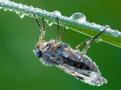 A dew-dropped cicada. Credit: Duke University. No use restrictions.