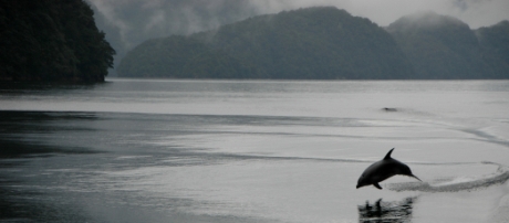 Dolphin jumping in the water off the coast of New Zealand, photo credit = Cassie K. Tait/iStockPhoto