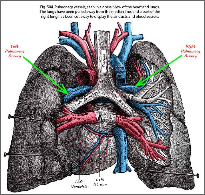 BlueLip Kiss raises awareness of rare disease Voxitatis Blog