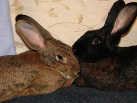 from rabbitnetwork.org, an adoption network for home rabbits in Massachusetts, New Hampshire, and Connecticut